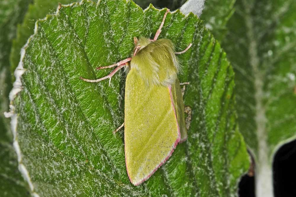 Nolidae - Pseudoips prasinana